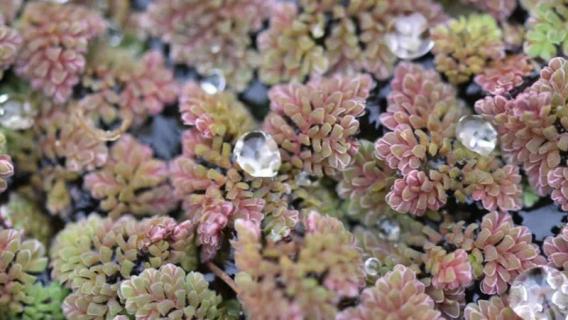 满江红属于什么植物（满江红属于什么植物类别）