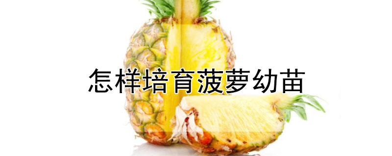 怎样培育菠萝幼苗（怎样培育菠萝幼苗图片）