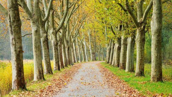 梧桐树的特点 梧桐树的特点和精神