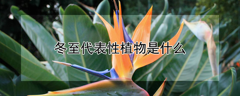 冬至代表性植物是什么 冬至代表性植物是什么意思