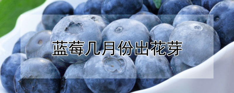 蓝莓几月份出花芽（蓝莓几月份发芽开花）