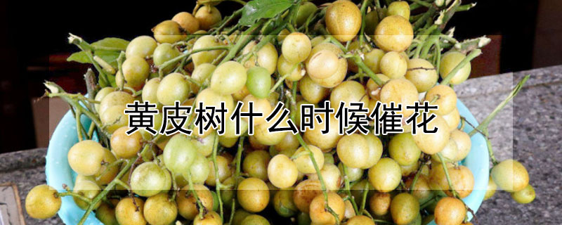 黄皮树什么时候催花（黄皮果树催花）