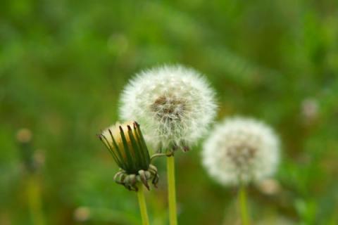 种子传播的方法