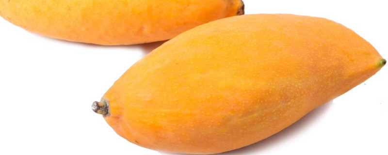 冬季芒果怎么催熟（冬季芒果怎么催熟更快）