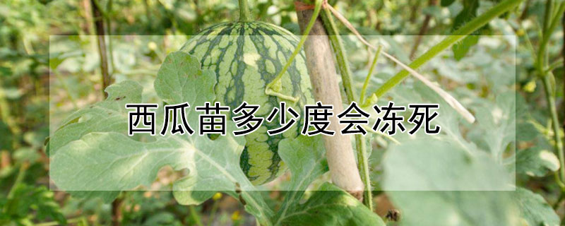 西瓜苗多少度会冻死 西瓜苗在零度会冻死吗