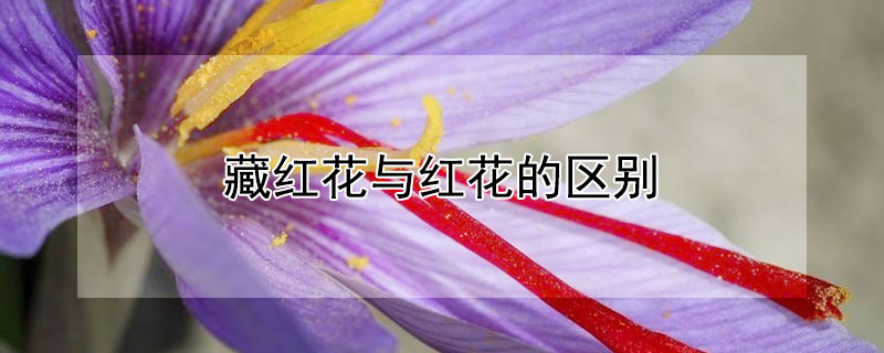 藏红花与红花的区别 藏红花与红花的区别疗效