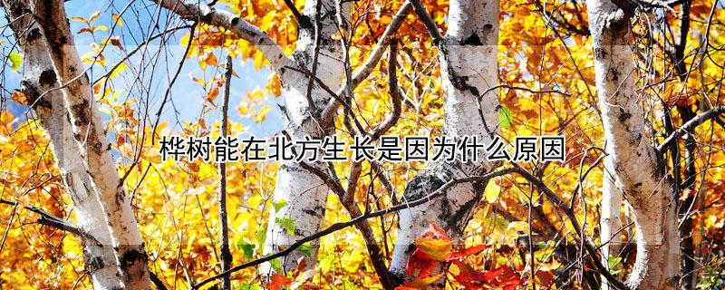 桦树能在北方生长是因为什么原因 桦树为什么生长在南方