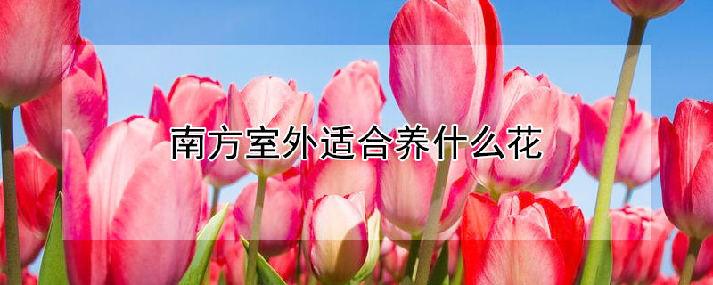 南方室外适合养什么花 南方室外适合养什么花盆