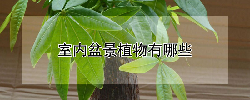 室内盆景植物有哪些（室内盆景植物有哪些品种）