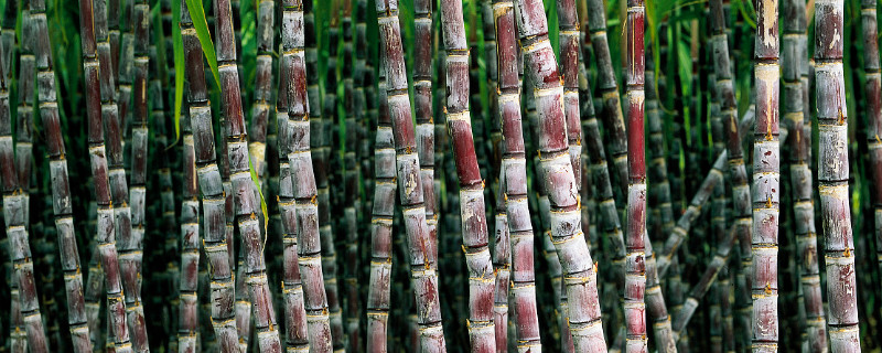 甘蔗根甜还是梢甜（甘蔗根甜吗）