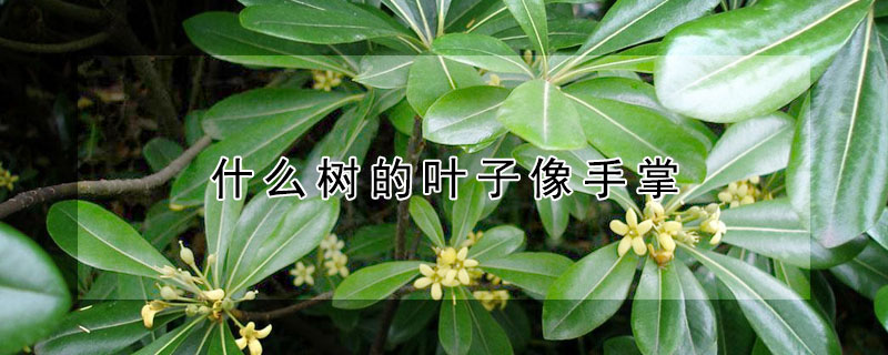 什么树的叶子像手掌（什么树的叶子像手掌一样）