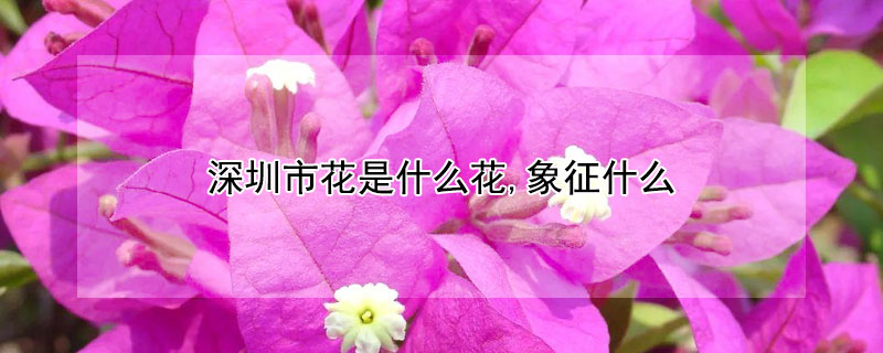 深圳市花是什么花,象征什么（深圳市的市花是什么花象征着什么）