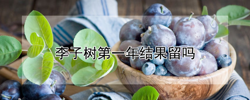 李子树第一年结果留吗（李子树第几年结果）