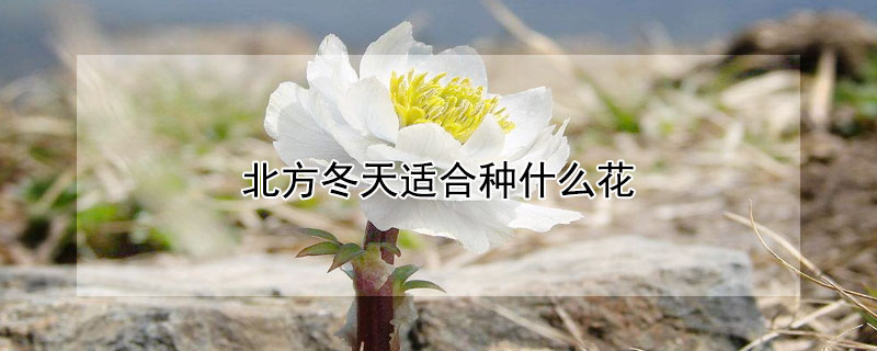 北方冬天适合种什么花 冬季北方适合种什么花