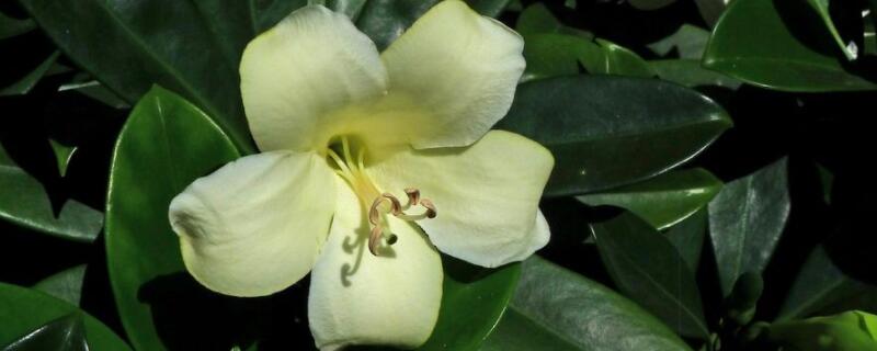 灰莉的种植方法 灰莉的种植方法和管理