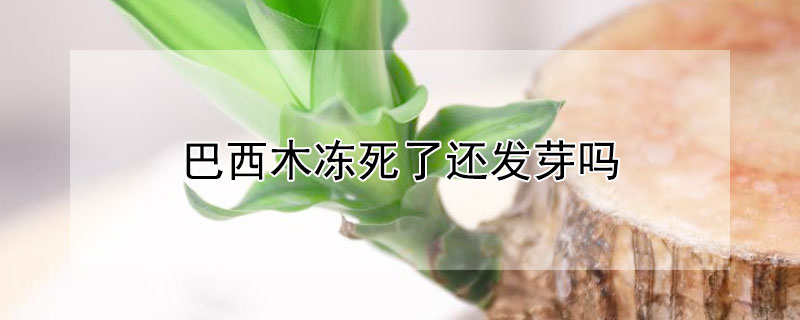 巴西木冻死了还发芽吗 巴西木冻死了还发芽吗