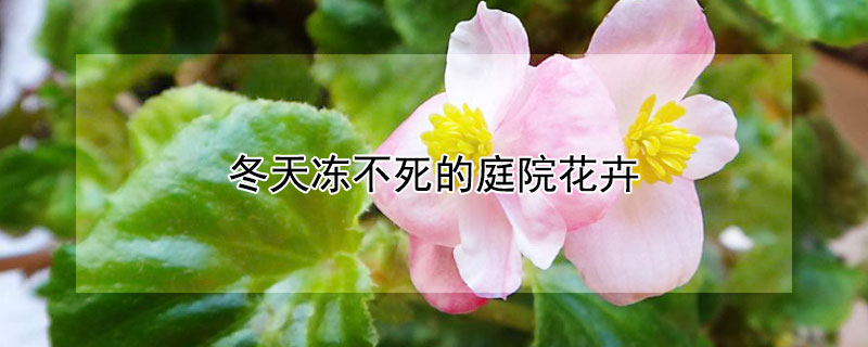 冬天冻不死的庭院花卉 冬天冻不死的庭院花卉有哪些?