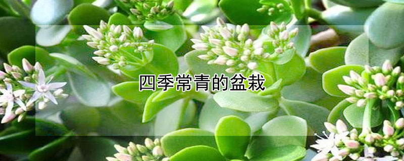 四季常青的盆栽 四季常青的盆栽植物有哪些
