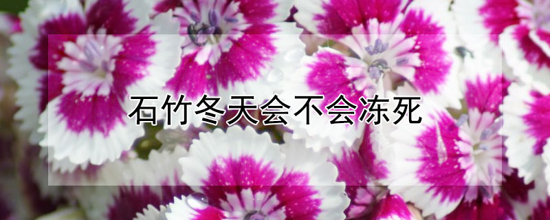 石竹冬天会不会冻死（石竹冬天会不会冻死掉）