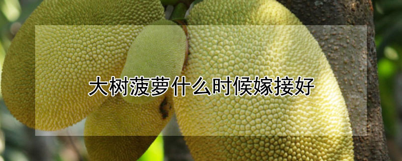 大树菠萝什么时候嫁接好（大树菠萝苗什么时候嫁接）