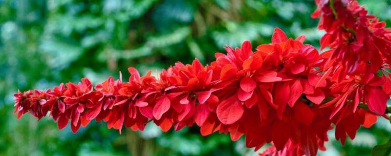 龙船花盆栽怎么换盆（龙船花怎样换盆）