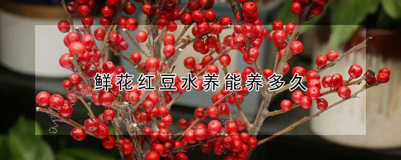 鲜花红豆水养能养多久（水养红豆怎么能养好）