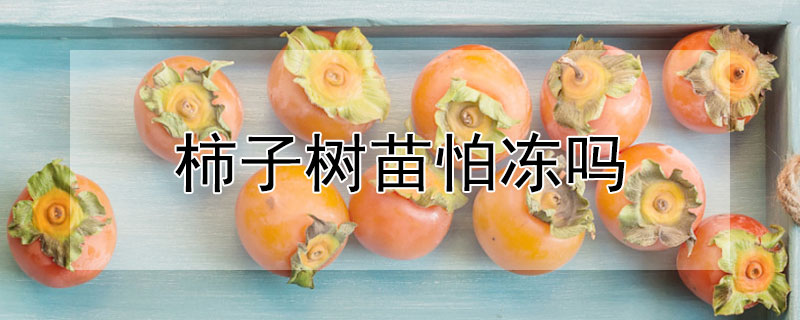 柿子树苗怕冻吗 柿子树怎样防冻