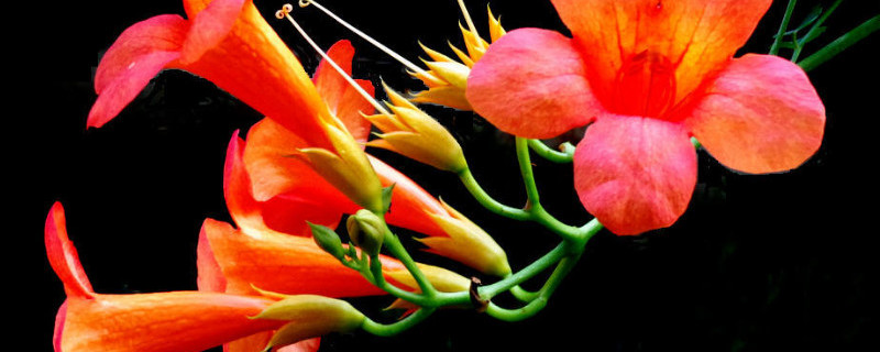 凌霄花的寓意象征（凌霄花的寓意象征国画）