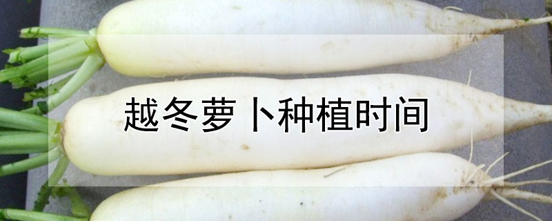 越冬萝卜种植时间（越冬萝卜种植时间多长）