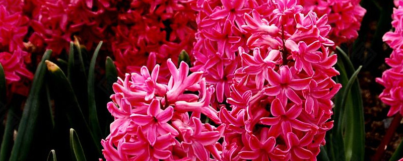 风信子和水仙的区别（风信子和水仙的区别是什么）