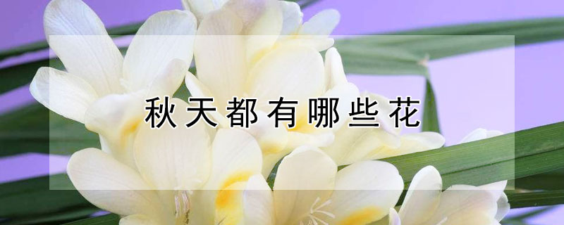 秋天都有哪些花（秋天都有哪些花草树木）