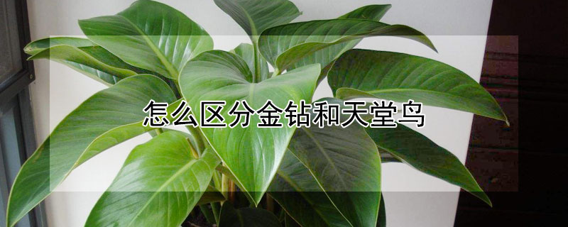 怎么区分金钻和天堂鸟（怎样区分金钻和天堂鸟）