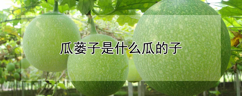 瓜蒌子是什么瓜的子 瓜蒌子是什么瓜子做的