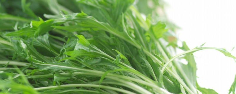 野腊菜的学名叫什么 野生腊菜简介