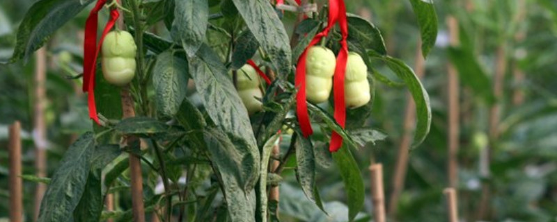 盆栽人参果怎么修剪（盆栽人参果怎么修剪视频）