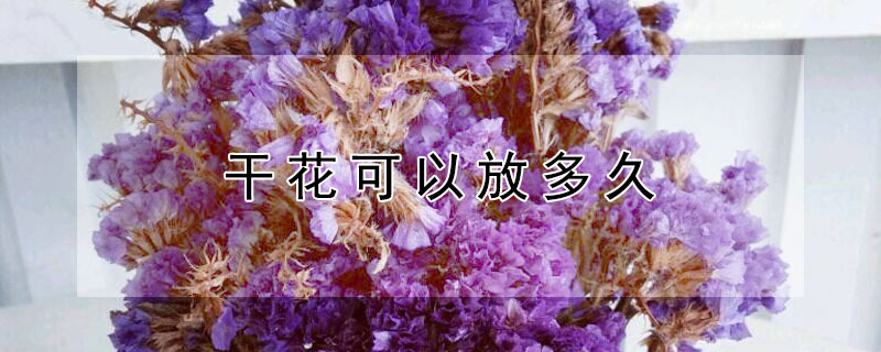 干花可以放多久（玫瑰干花可以放多久）