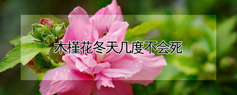 木槿花冬天几度不会死 木槿花冬天几度不会死了