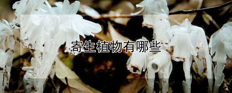 寄生植物有哪些（寄生植物有哪些是长豆）