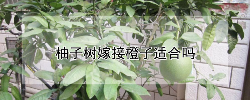 柚子树嫁接橙子适合吗（柚子嫁接橙子,结的果好吃吗）