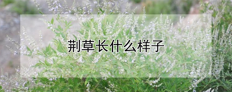 荆草长什么样子（荆草什么样子的）