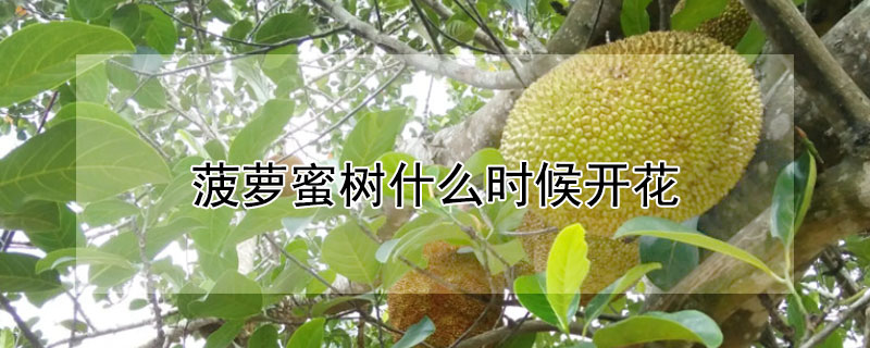 菠萝蜜树什么时候开花 菠萝蜜树什么时候开花什么时候结果