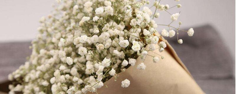 圆锥石头花怎么繁殖（圆锥石头花怎么繁殖视频）