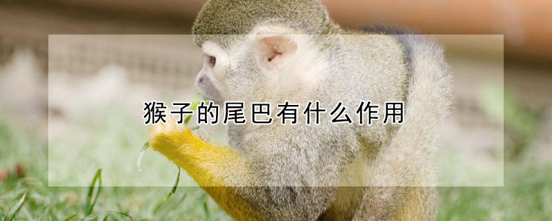 猴子的尾巴有什么作用（松鼠的尾巴有什么作用）