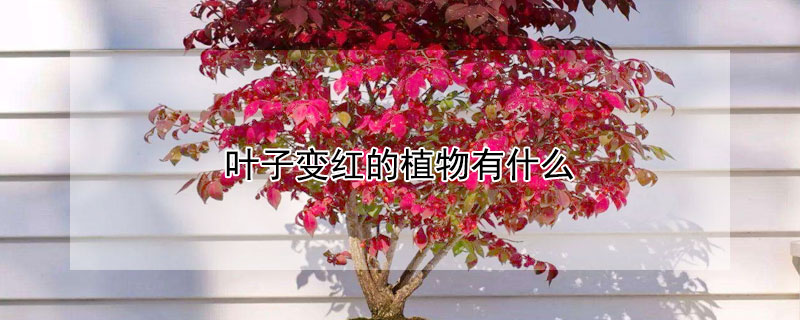 叶子变红的植物有什么（叶子变红的植物有什么图片）