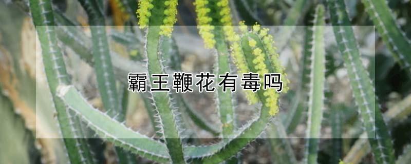 霸王鞭花有毒吗（霸王鞭花有毒吗被毒到咋治）