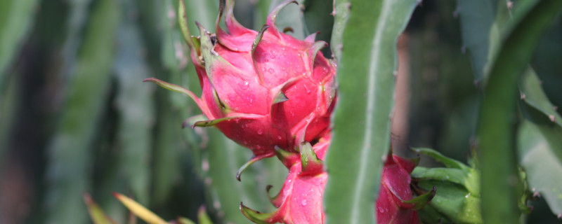 火龙果室内还是室外养（火龙果室内还是室外养植）