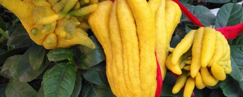 佛手的寓意和象征（雕刻佛手的寓意和象征）