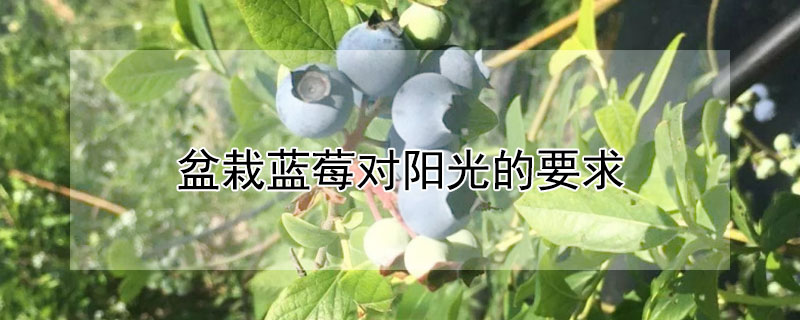 盆栽蓝莓对阳光的要求（蓝莓种植阳光要求）