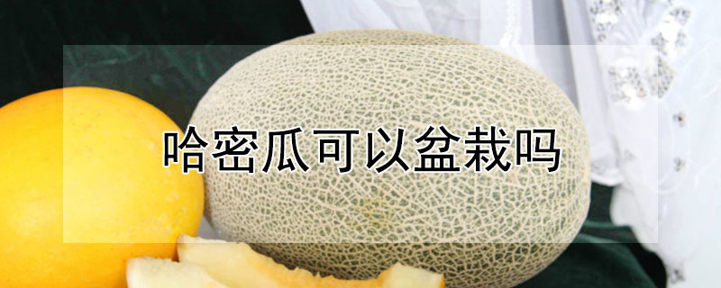 哈密瓜可以盆栽吗 哈密瓜怎么种植盆栽