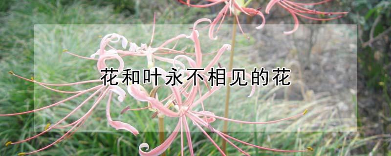 花和叶永不相见的花 花叶永不相见的花叫